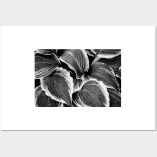 Hosta Leaves In The Rain 7 Posters and Art